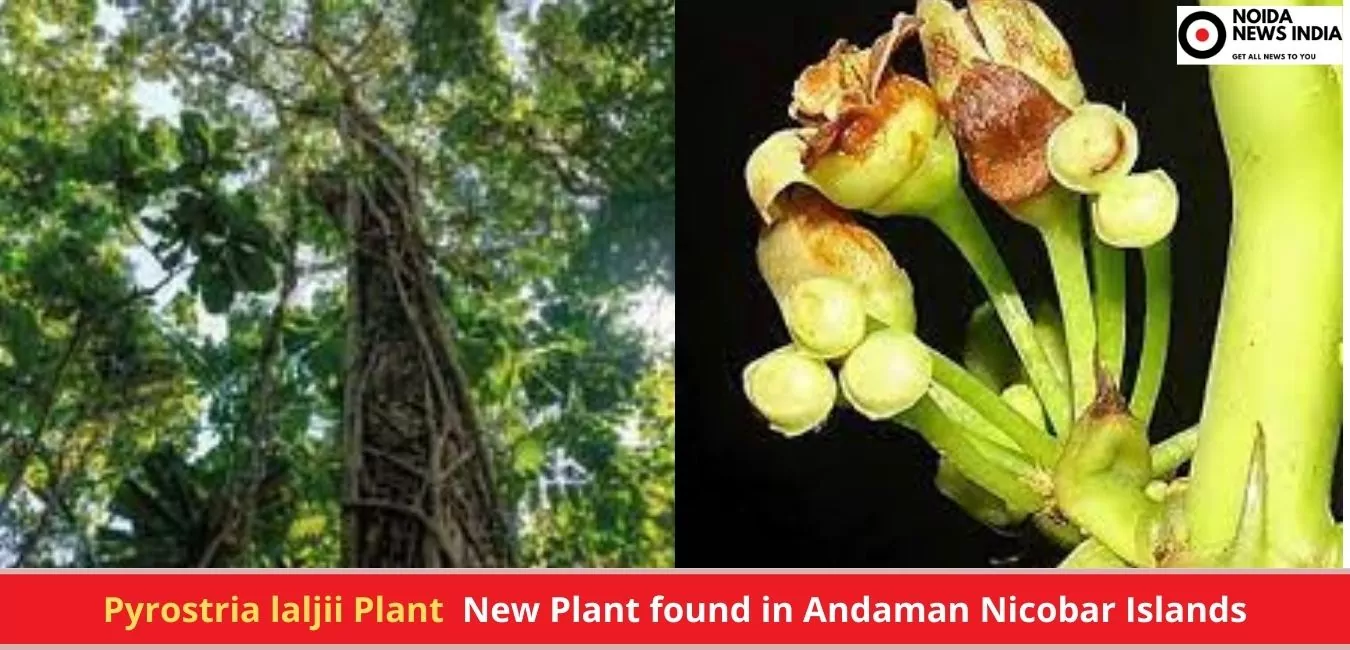 Pyrostria-laljii-Plant-New-Plant-found-in-Andaman-Nicobar-Islands