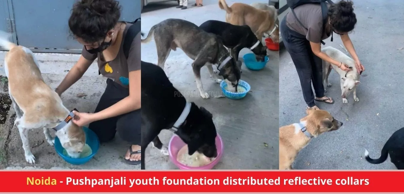 Pushpanjali youth foundation distributed reflective collars & waters bowls for street dogs
