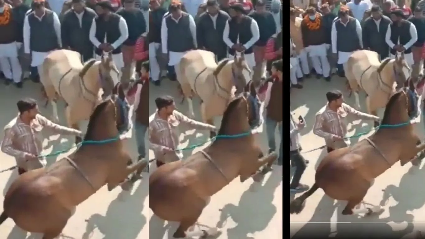 Horse Dancing in Avtar Singh Bhadana Election Campaign